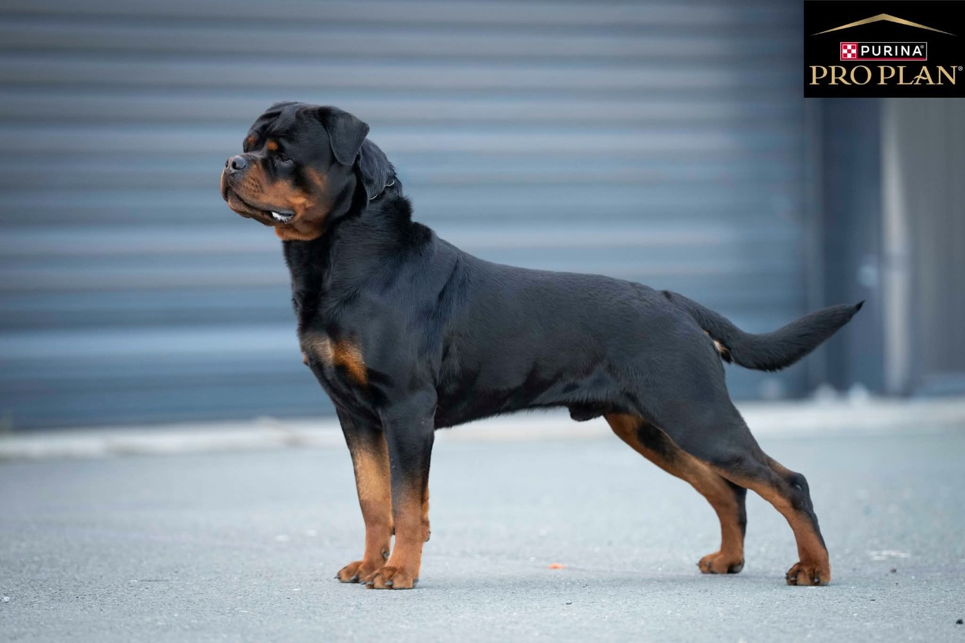 Urio Des Guerriers De L'Argoat