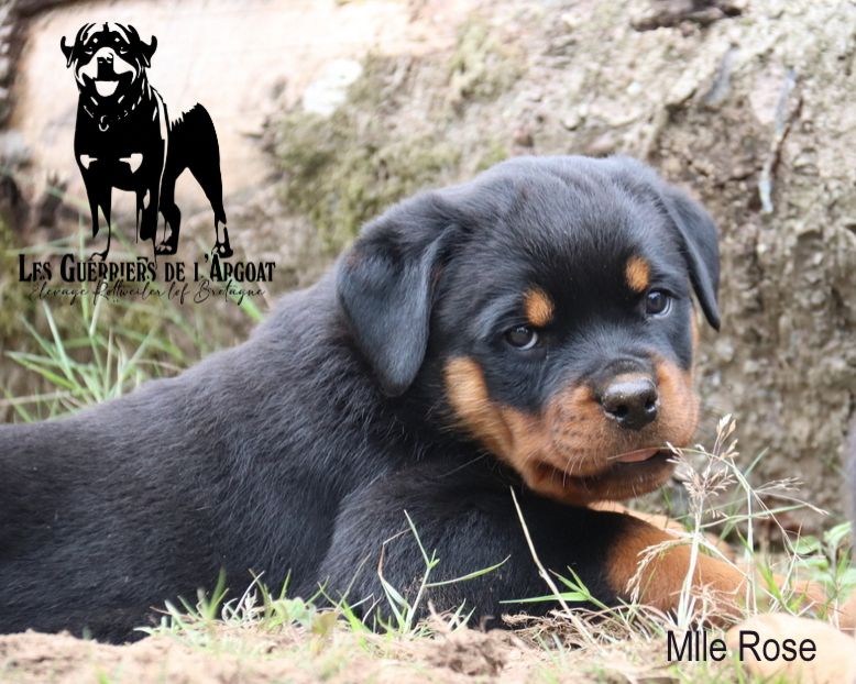 Des Guerriers De L'Argoat - Chiots disponibles - Rottweiler