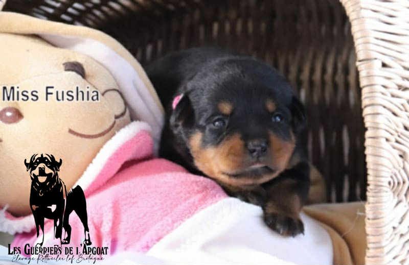 Des Guerriers De L'Argoat - Chiots disponibles - Rottweiler