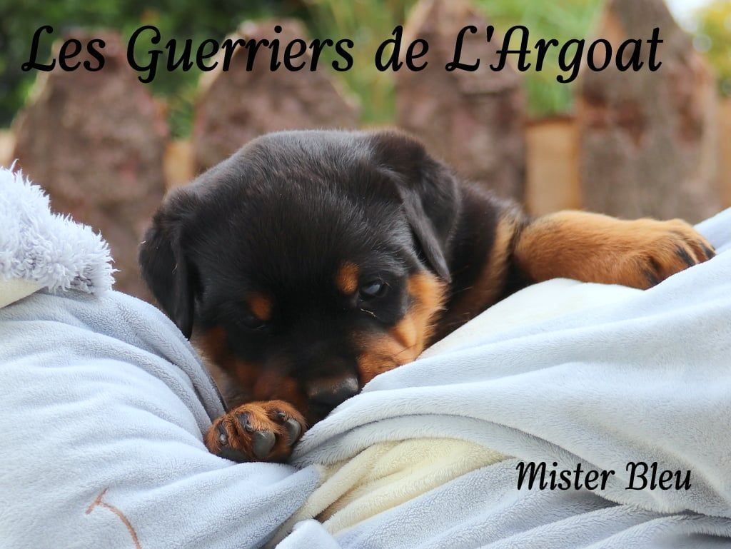 Des Guerriers De L'Argoat - Rottweiler - Portée née le 11/07/2024
