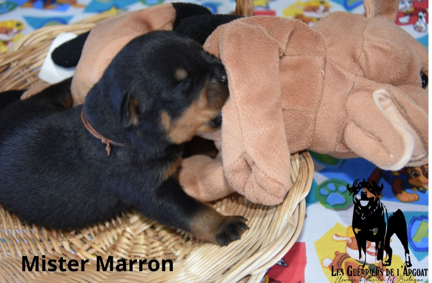 Des Guerriers De L'Argoat - Chiots disponibles - Rottweiler