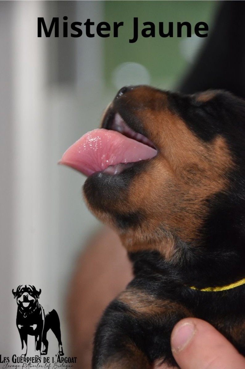 Des Guerriers De L'Argoat - Chiots disponibles - Rottweiler
