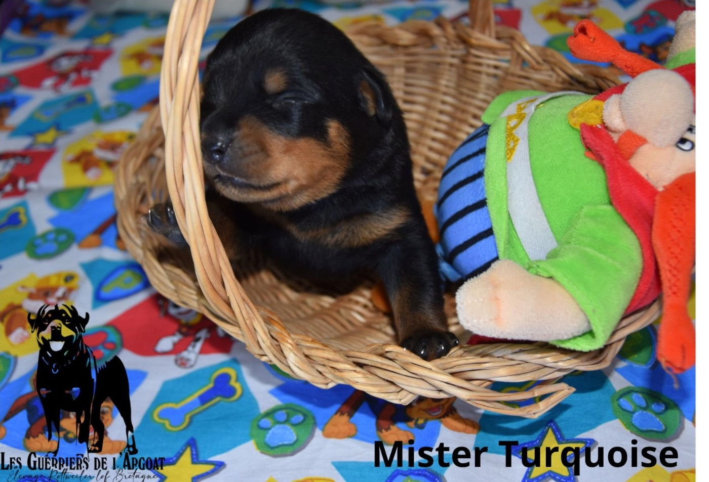 Des Guerriers De L'Argoat - Chiots disponibles - Rottweiler