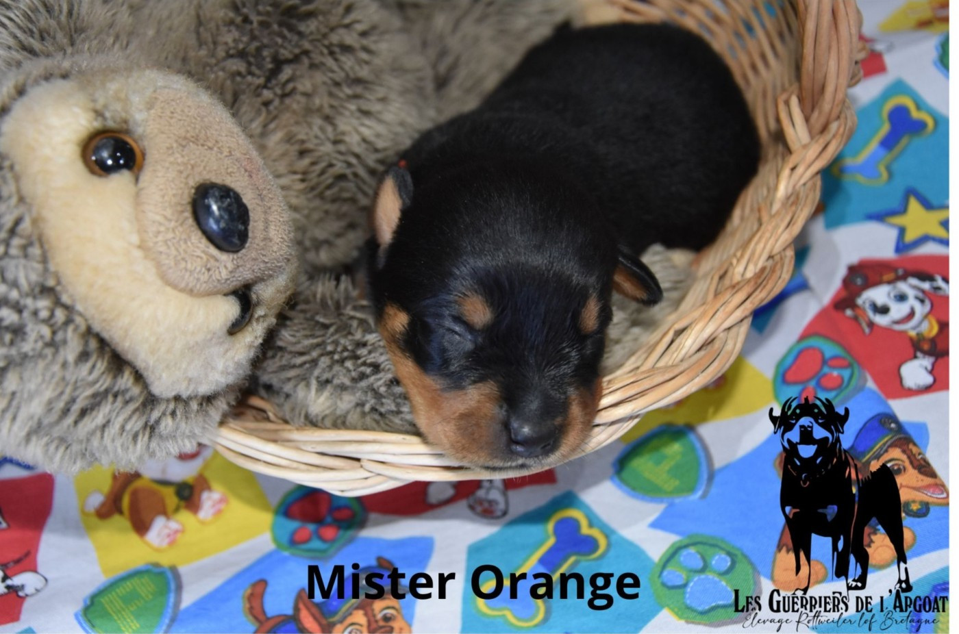Des Guerriers De L'Argoat - Chiots disponibles - Rottweiler