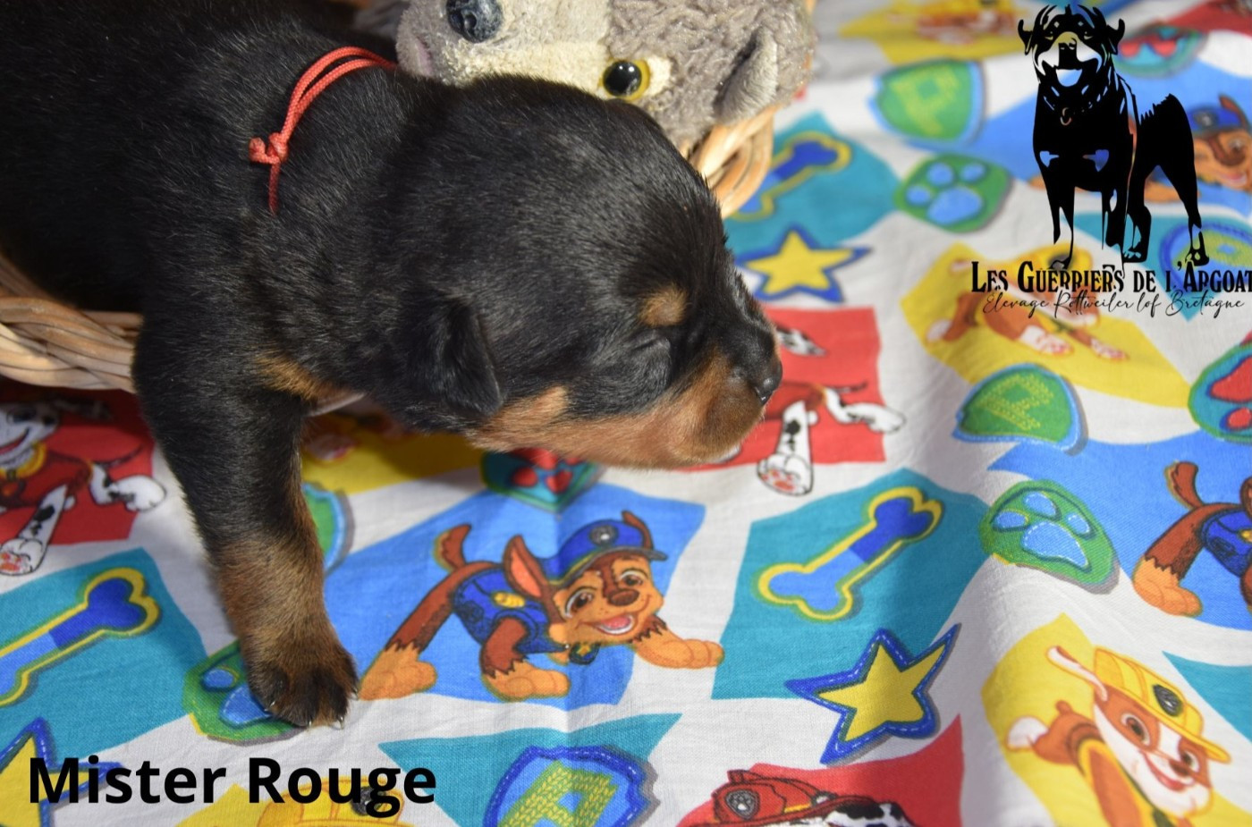 Des Guerriers De L'Argoat - Chiots disponibles - Rottweiler