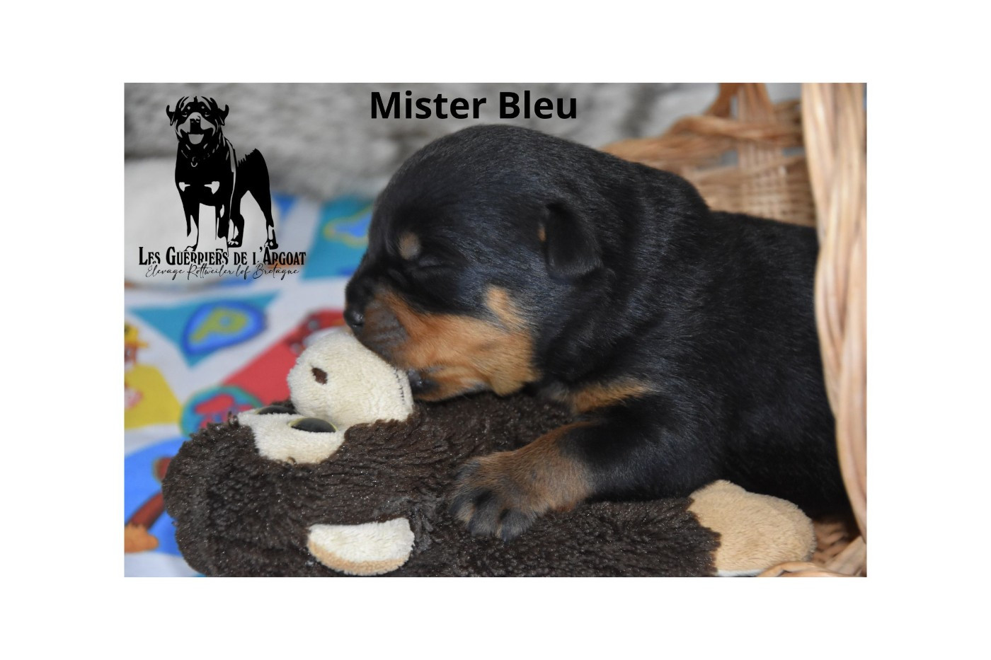 Des Guerriers De L'Argoat - Chiots disponibles - Rottweiler