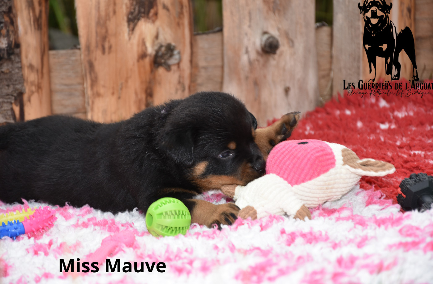 Des Guerriers De L'Argoat - Chiots disponibles - Rottweiler