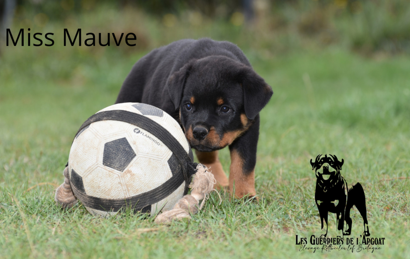 Des Guerriers De L'Argoat - Chiots disponibles - Rottweiler