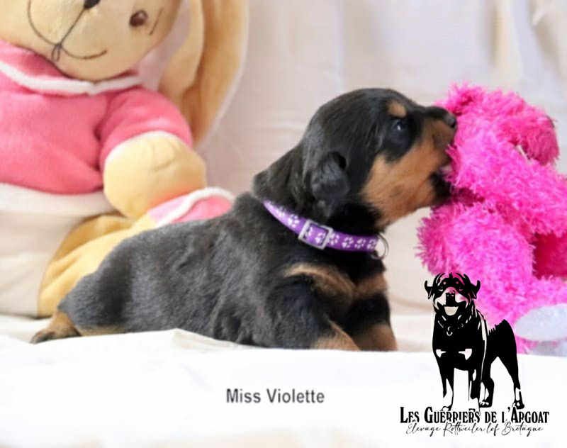 Des Guerriers De L'Argoat - Chiots disponibles - Rottweiler