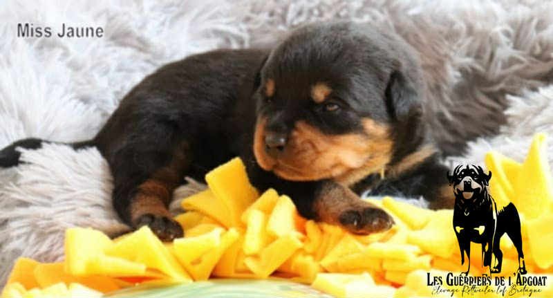 Des Guerriers De L'Argoat - Chiots disponibles - Rottweiler
