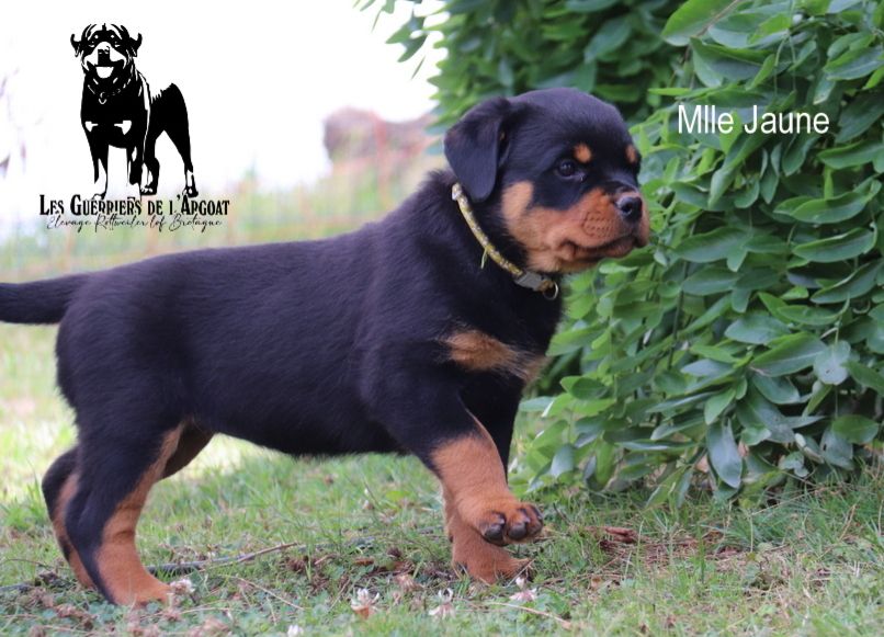 Des Guerriers De L'Argoat - Chiots disponibles - Rottweiler