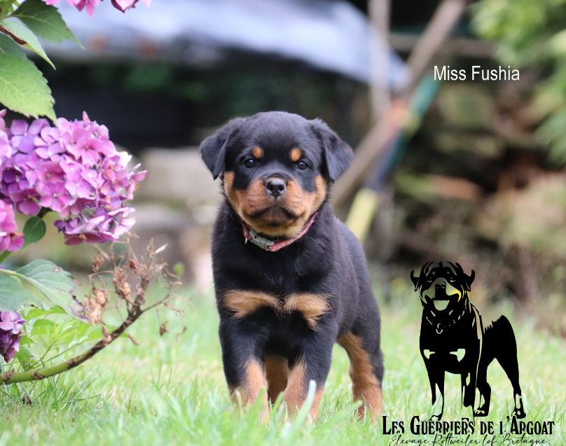 Des Guerriers De L'Argoat - Chiots disponibles - Rottweiler