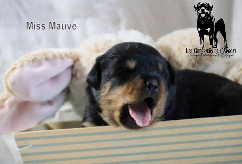 Des Guerriers De L'Argoat - Chiots disponibles - Rottweiler