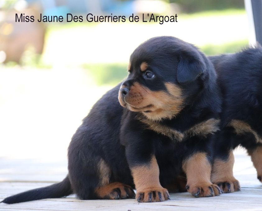 Des Guerriers De L'Argoat - Chiots disponibles - Rottweiler