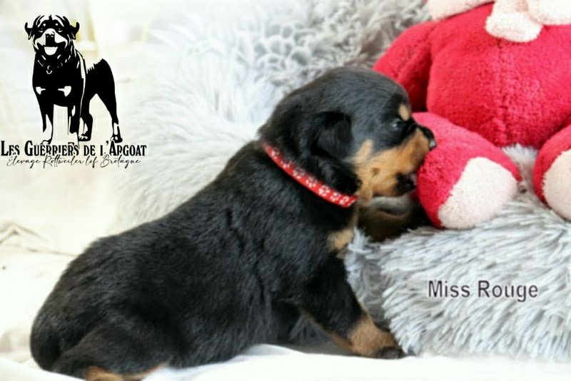 Des Guerriers De L'Argoat - Chiots disponibles - Rottweiler