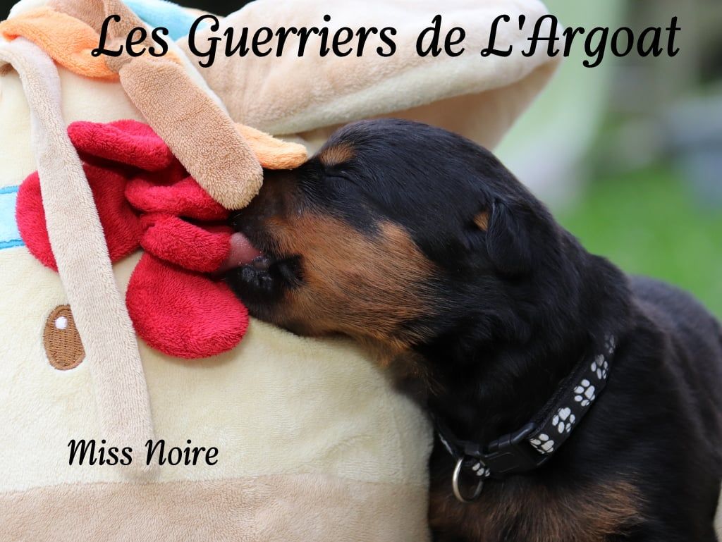 Des Guerriers De L'Argoat - Chiots disponibles - Rottweiler