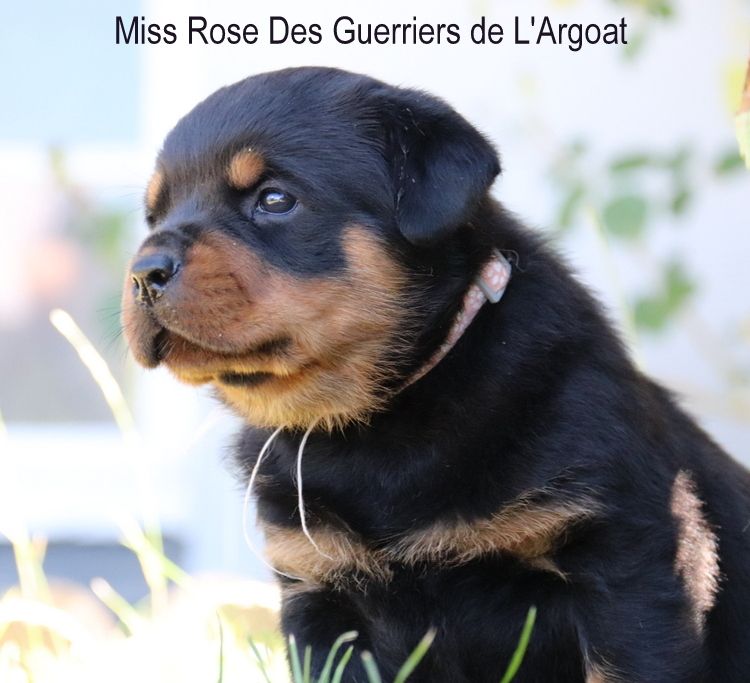Des Guerriers De L'Argoat - Chiots disponibles - Rottweiler