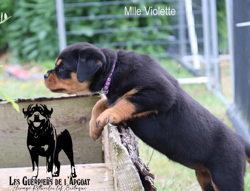 Des Guerriers De L'Argoat - Chiots disponibles - Rottweiler